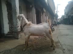 rajan puri bakra sirf shokeen hazrat rabta karen