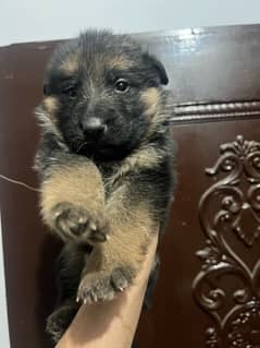 German Shepherd long cort puppy for sale