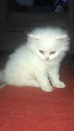 50 days persian triple coat male cat for sale