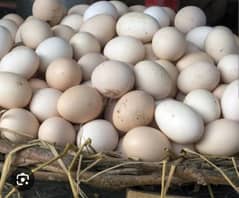 Pure Australorp fertilize eggs for sale