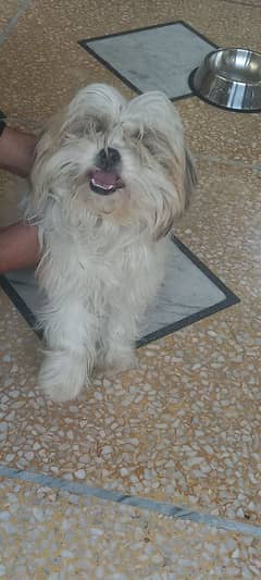 shih tzu dog female ready to bread 2 years