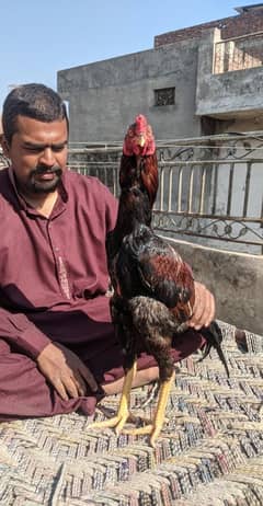 aseel patha band gaddi aseel home breed 03227167270