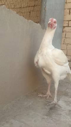 white Heera aseel female 03027636164