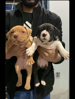 Pitbull American puppy pair