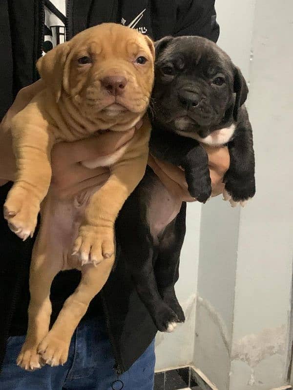 Pitbull American puppy pair 1