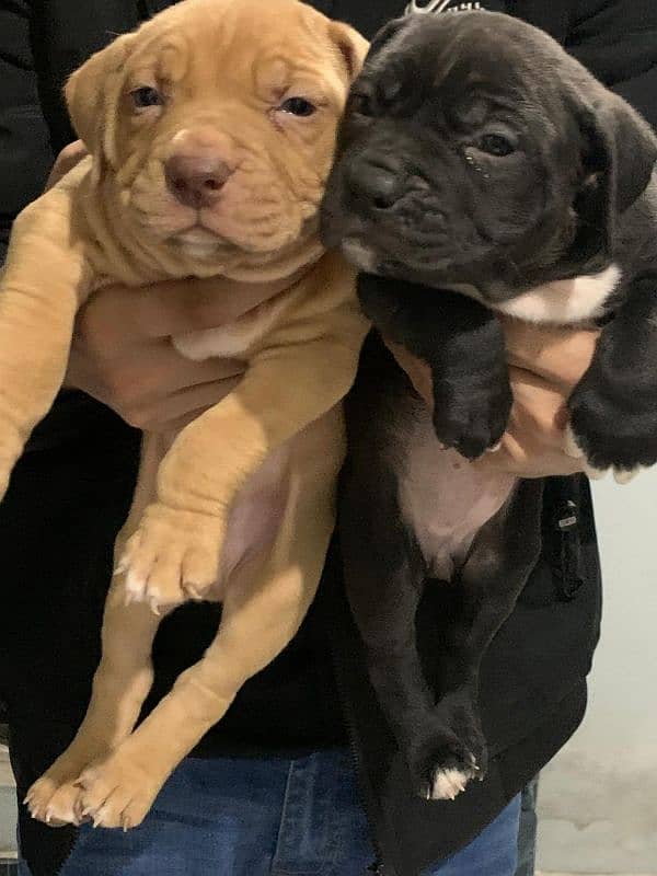 Pitbull American puppy pair 2