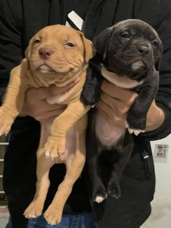 Pitbull American puppy pair 3