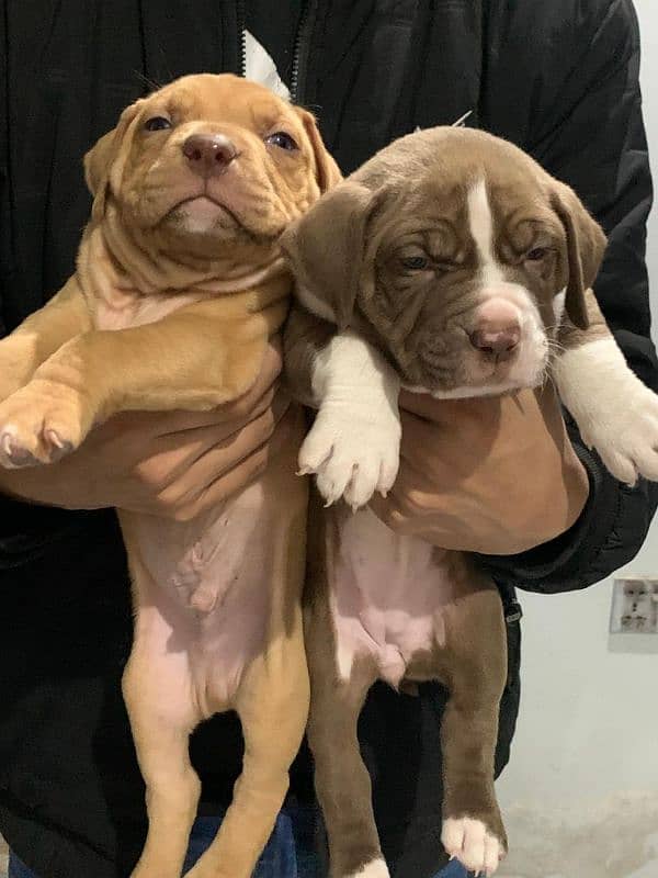 Pitbull American puppy pair 4