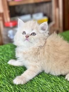 Persian kitten content number 03297533119