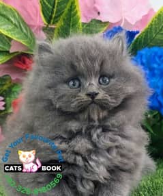 Persian Kittens |Grey| Triple Coated |Punch face|fluffy|cat