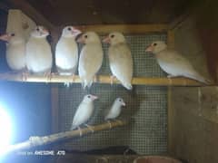 Australian parrot and White Java patthe ((Argent sale))