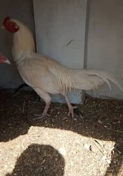 Aseel White Heera Breeder Pair For Sale In Multan.