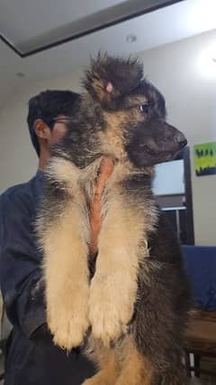 German shepherd