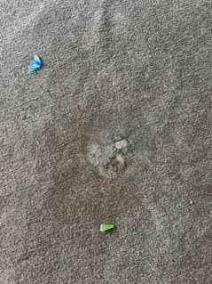 Brown used carpet