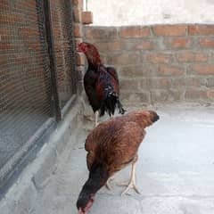 Aseel pair for sale. . .