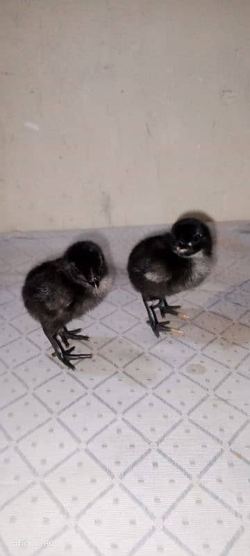 chicks 4