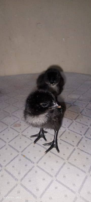 chicks 5