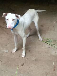 Gultaria Dog lapha kohati breed pure Pakistani