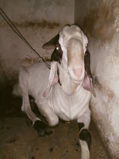 Bakra breeder