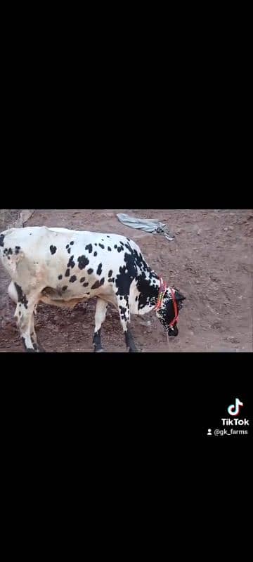 Milking cow for sale 0