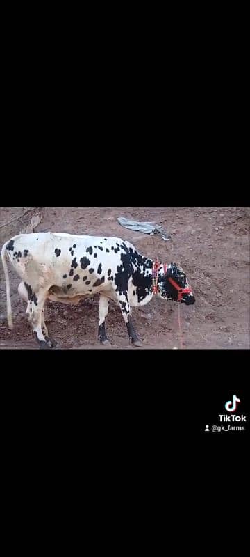 Milking cow for sale 1