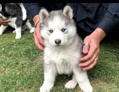 Siberian husky puppy dog for sale 03231150759