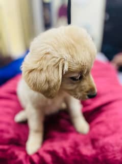 female labrador