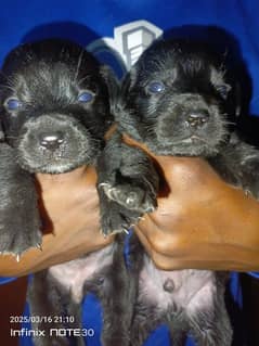 British Labrador puppies available for sale