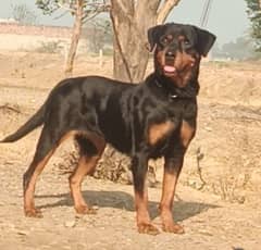 Rottweiler