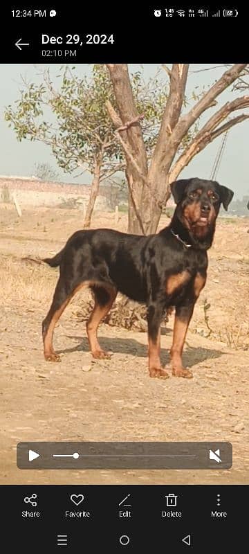 Rottweiler 4