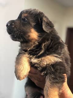 german shepherd puppies for sale