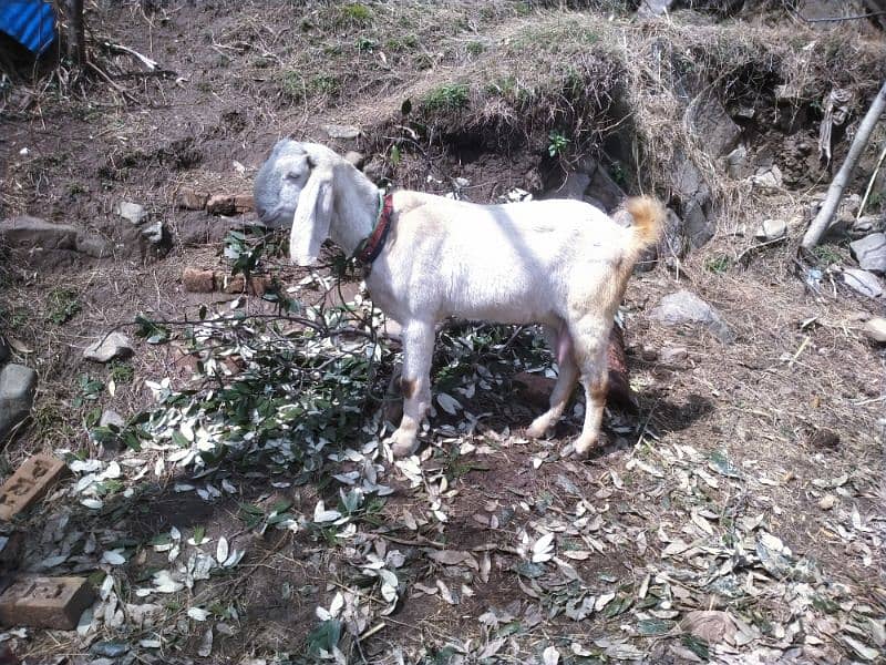 pure rajen Puri goat. 2