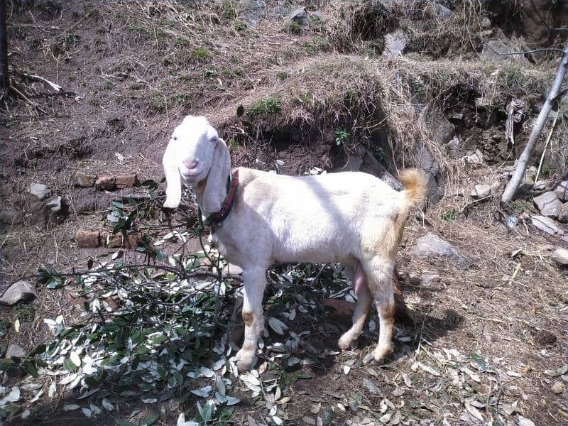 pure rajen Puri goat. 4