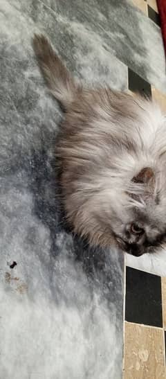 Persian cat available 2 month age