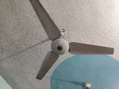 ceiling fans