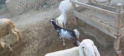 Bakra for sale