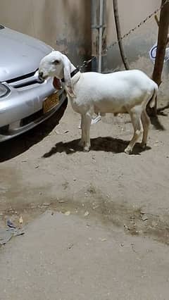 Larkana Dumba 8 month ready for qurbani