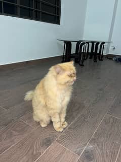 Double-coated Persian Punch Face | Ginger Cat