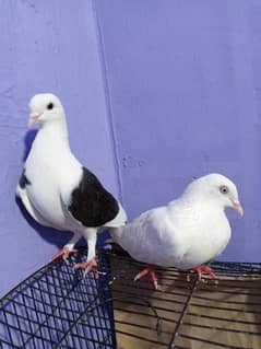 Belgium Pairs Active Pigeons