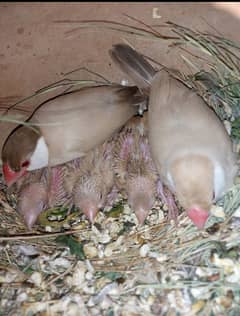fawn java 2 pair onr opal pair