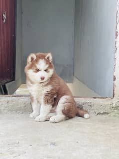 Siberian Husky Pup Blue Eyes Top Quality