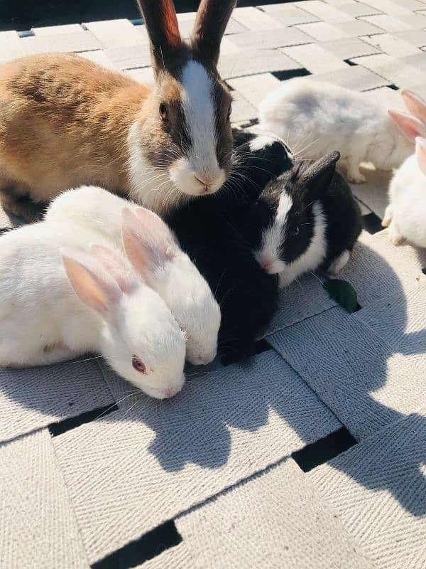 Rabbits for sale 3