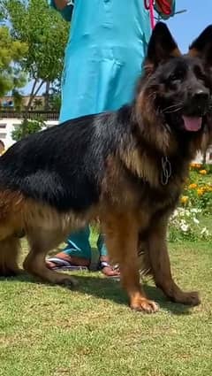 German shepherd male