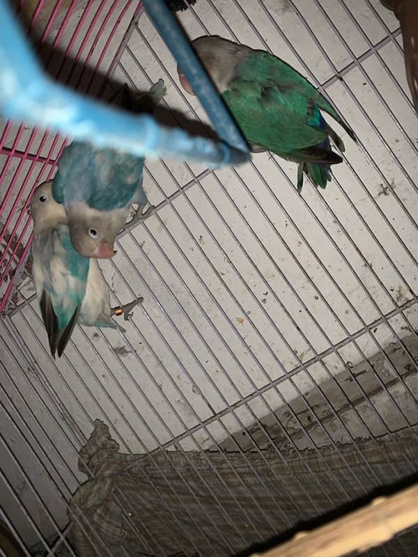 lovebirds Breder pair 0