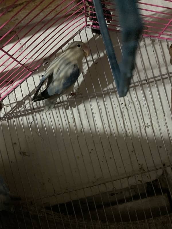 lovebirds Breder pair 6