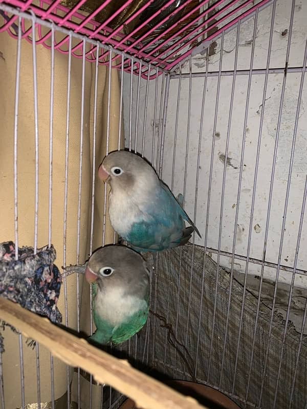 lovebirds Breder pair 8