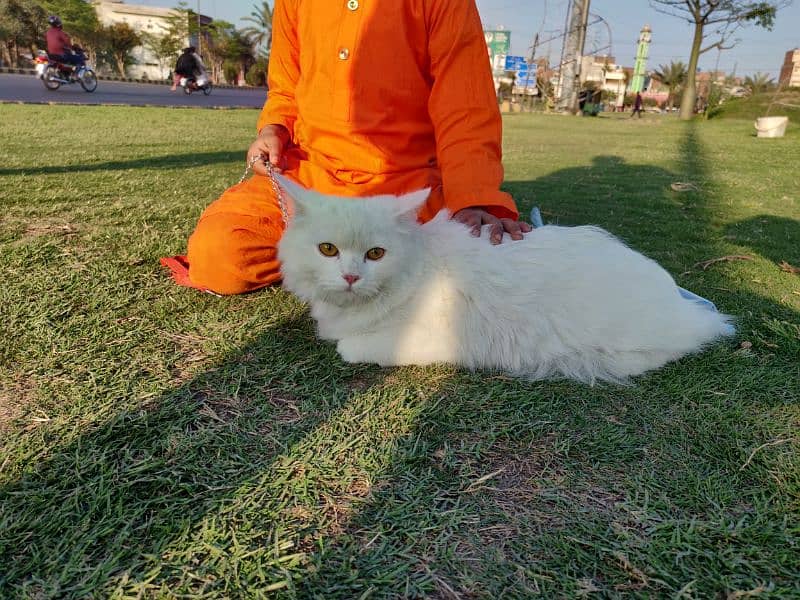 Persian cat 2