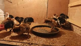 High Quality Aseel Chicks available for sale