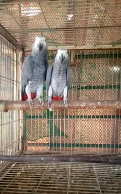 GREY BONDED PAIR/03152248124