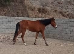 female horse for sale